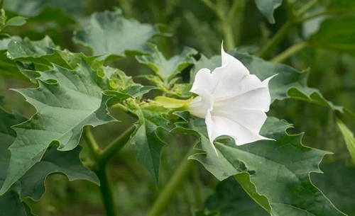 Datura