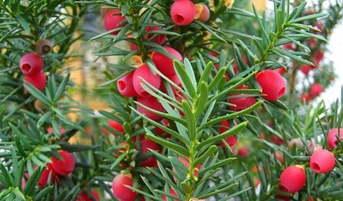 Himalayan Yew