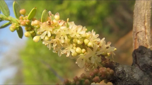 Indian Gooseberry