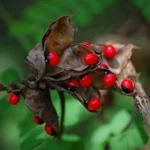 Top 10 Common Poisonous Plants Found in India