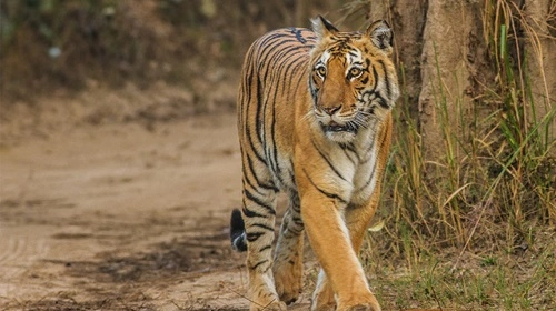 Top Biggest Wildlife Sanctuaries In India Insider Blaze